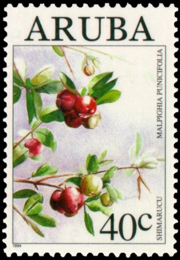 Malpighia punicifolia