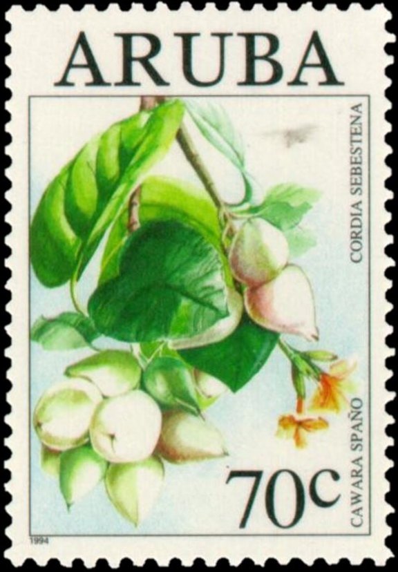 Cordia sebestena