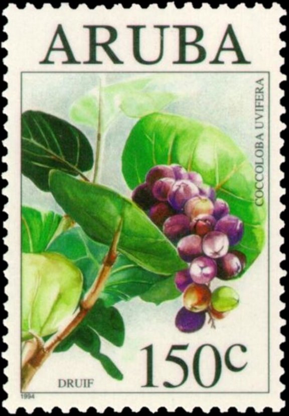 Coccoloba uvifera
