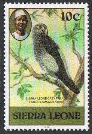 Grey Parrot (Psittacus erithacus)