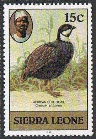 Blue Quail (Excalfactoria adansonii)