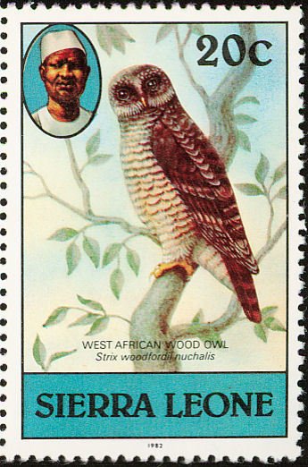 African Wood Owl (Strix woodfordii)