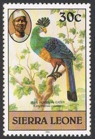 Great Blue Turaco (Corythaeola cristata)