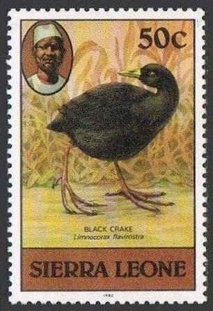 Black Crake (Zapornia flavirostra)