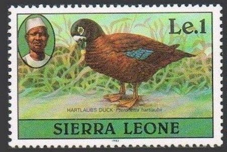 Hartlaub's Duck (Pteronetta hartlaubii)