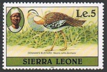 Denham's Bustard (Neotis denhami)