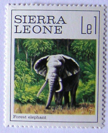 African Elephant (Loxodonta africana)