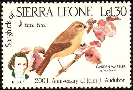 Garden Warbler (Sylvia borin)