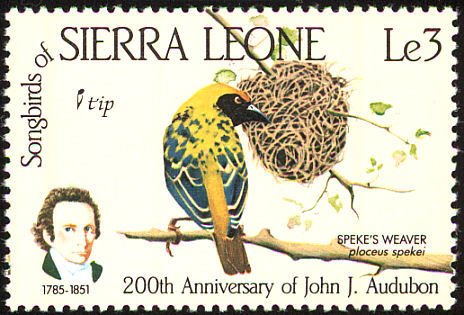 Speke's Weaver (Ploceus spekei)