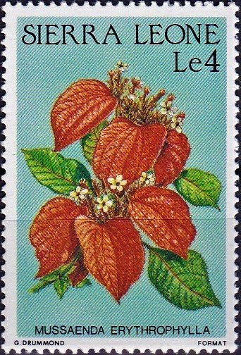 Mussaenda erythrophylla
