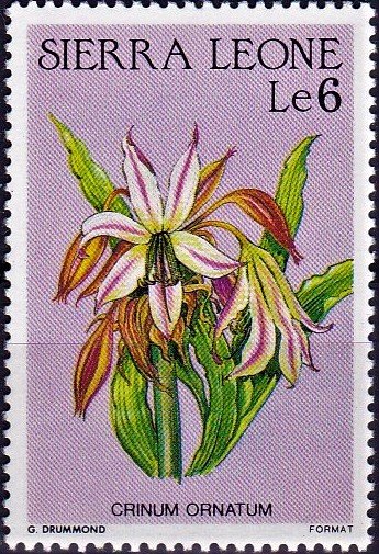 Crinum ornatum