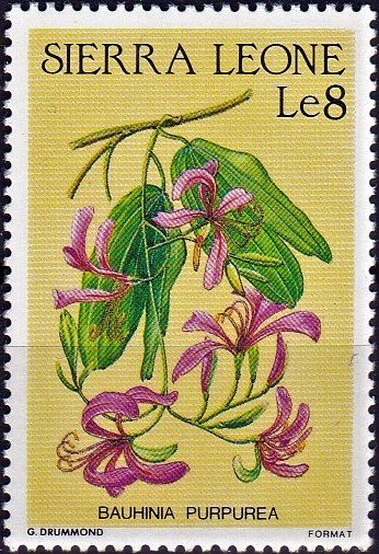 Bauhinia purpurea