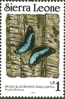 Broad Green-banded Swallowtail (Papilio bromius)