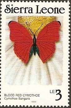 Blood-red Glider (Cymothoe sangaris)