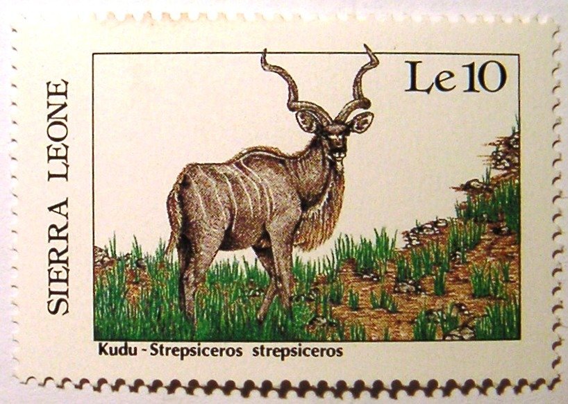 Kudu (Tragelaphus strepsiceros)