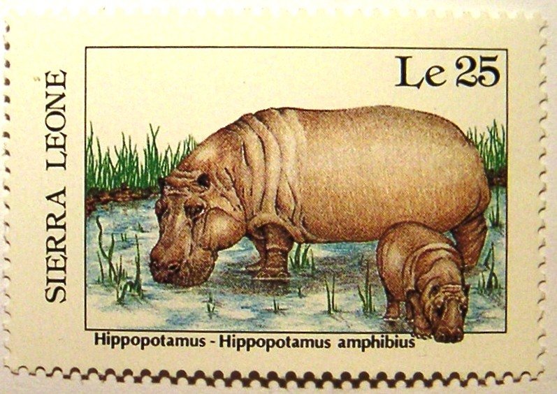 Hippopotamus (Hippopotamus amphibius)