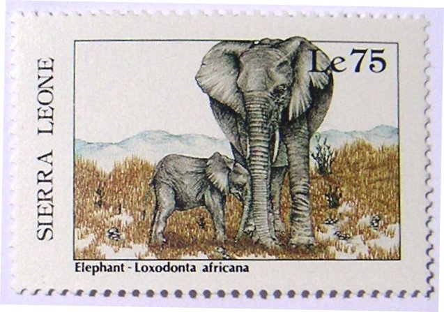 African Elephant (Loxodonta africana)