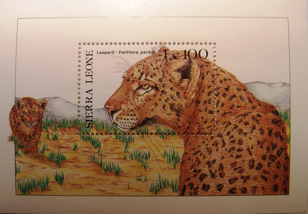 Leopard (Panthera pardus)