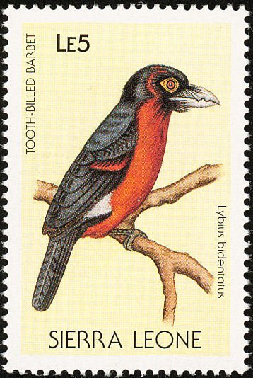 Double-toothed Barbet (Lybius bidentatus)