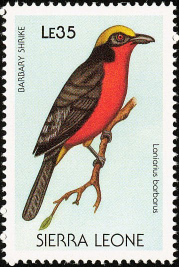 Yellow-crowned Gonolek (Laniarius barbarus)
