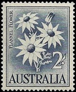 Flannel Flower