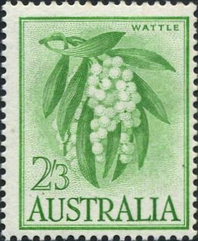 Wattle - Acacia pycnantha