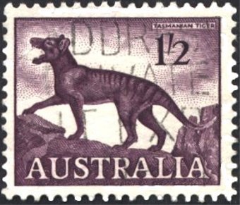 Thylacine (Thylacinus cyanocephalus)