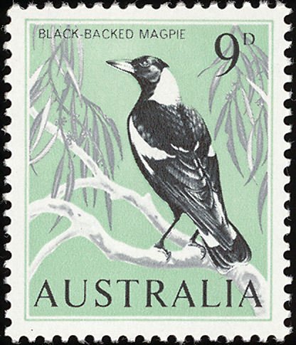 Australian Magpie (Gymnorhina tibicen)
