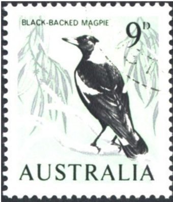 Australian Magpie (Gymnorhina tibicen)
