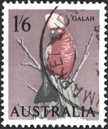 Galah (Eolophus roseicapilla)