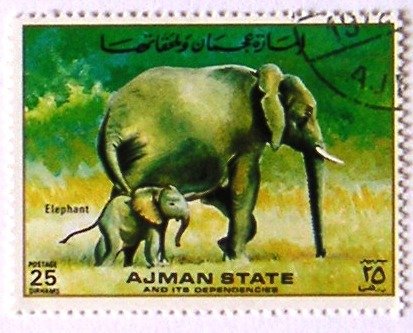 Elephant