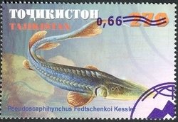 Syr Darya Shovelnose (Pseudoscaphirhynchus fedtschenkoi)