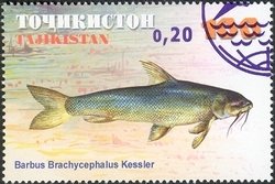 Aral Barbel (Barbus brachycephalus)