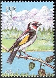 European Goldfinch (Carduelis carduelis)
