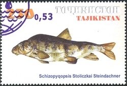 Cyprinid (Schizopygopsis stoliczkae)