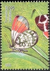 Orange Tip (Anthocharis cardamines)