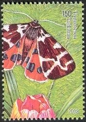 Garden Tiger (Arctica caja)