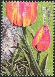 Tulip