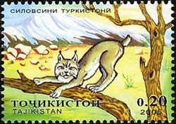 Mongolian Lynx (Lynx lynx isabellina)