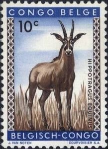 Roan Antelope (Hippotragus equinus)