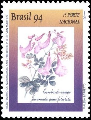 Caroba - Jacaranda paucifoliolata