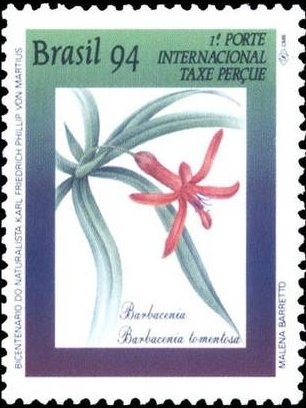 Barbacena - Barbacenia tomentosa