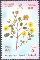 Stamp, Anogeissus dhofarica, Oman,  , Flowers