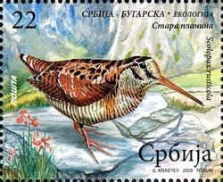 Stamp, Eurasian Woodcock (Scolopax rusticola), Serbia,  , Birds, Animals (Fauna)