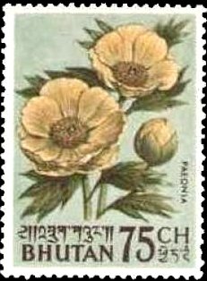 Paeonia