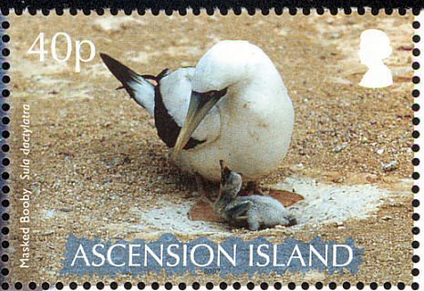 Masked Booby (Sula dactrylata)