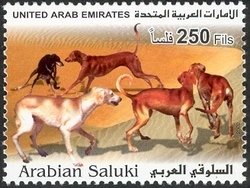 Saluki (Canis lupus familiaris)