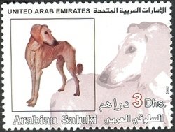 Saluki (Canis lupus familiaris)