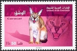Carakal (Caracal caracal)