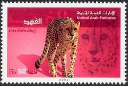 Cheetah (Acinonyx jubatus)